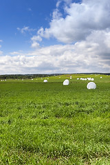 Image showing harvesting grass hay 