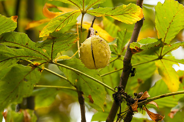 Image showing Chestnut on a tree branch 