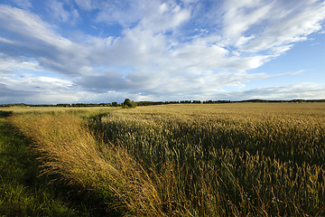 Image showing border agricultural fields  