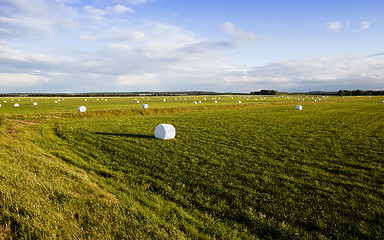 Image showing harvesting grass   in cellophane