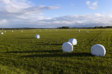 Image showing harvesting grass   in cellophane