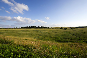 Image showing   unripe green grass 