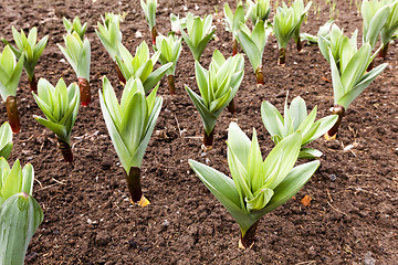 Image showing sprouting garlic .  spring 