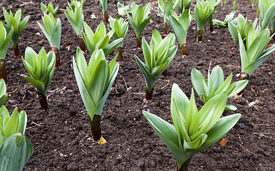 Image showing sprouting garlic .  spring 