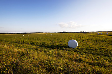 Image showing harvesting grass for feed  