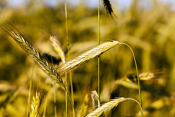 Image showing  ripe rye yellowed