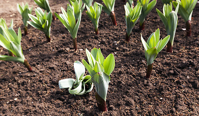 Image showing sprouting garlic .  spring 