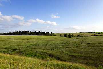 Image showing immature cereals. field