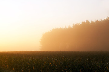 Image showing dawn sun , orange light