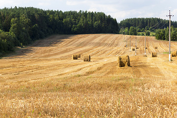 Image showing   harvest of cereals