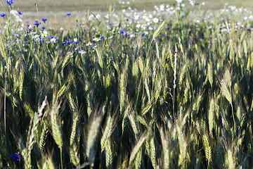 Image showing blue cornflower.  cereals