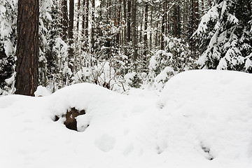 Image showing Spruce winter.  photographed 