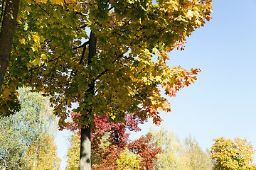 Image showing autumn forest . Belarus