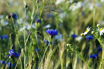 Image showing chamomile with cornflowers  