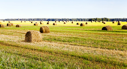 Image showing packed straw . cereals