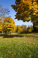 Image showing autumn forest. Belarus