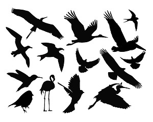 Image showing different birds