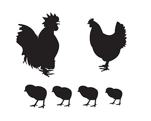 Image showing Poultry hen and rooster