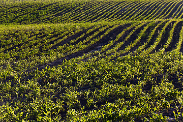 Image showing sprouted corn. arable farming