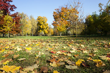 Image showing autumn forest . park 