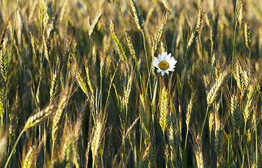 Image showing flowers in the field  