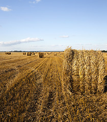 Image showing agriculture .  harvest. summer