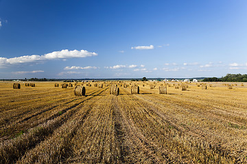 Image showing harvesting cereals.  Agriculture