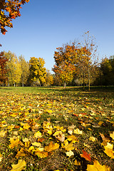 Image showing autumn season .  trees  