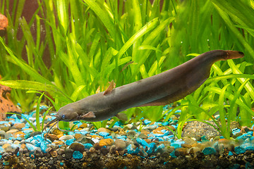 Image showing Adult Stinging catfish