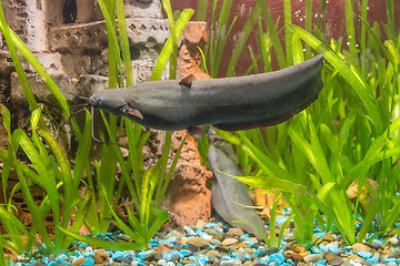 Image showing Adult Stinging catfish swimming in aquarium