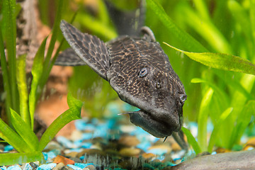 Image showing Antsitrus fish head closeup