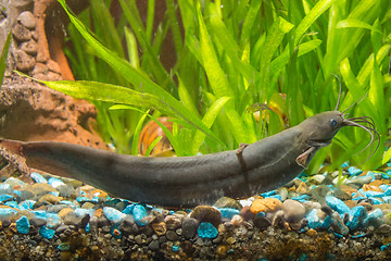 Image showing Stinging catfish in freshwater aquarium