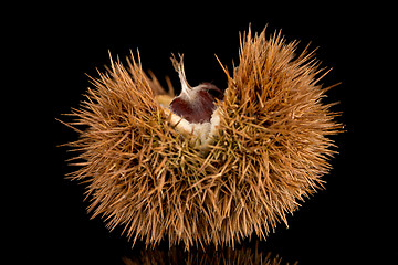 Image showing Chestnuts on a black reflective background