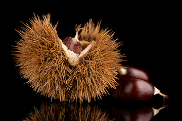 Image showing Chestnuts on a black reflective background