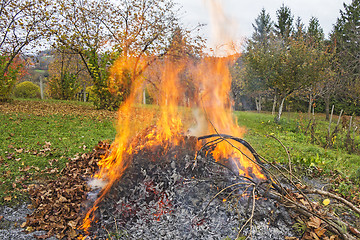 Image showing Burning of garden waste