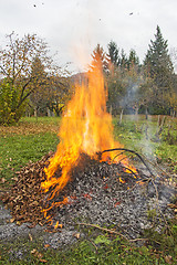 Image showing Burning of garden waste