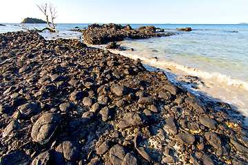 Image showing     madagascar    andilana beach seaweed in dead tree