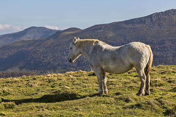 Image showing Wild Horse