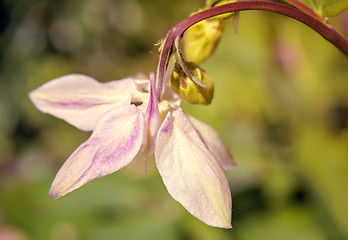 Image showing Flower Aquilegia on the background of green garden.