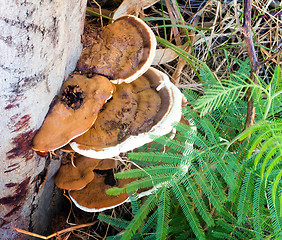 Image showing Tree fungus growing on a tree trunk.