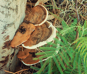 Image showing Tree fungus growing on a tree trunk.