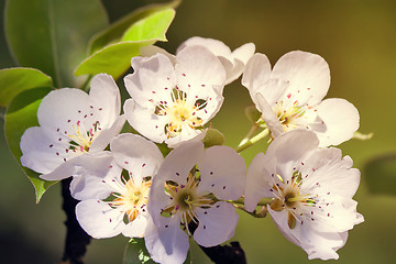 Image showing Twig blossoming pear on a background of green garden