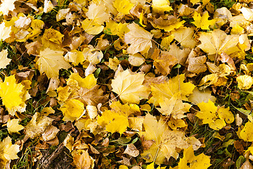 Image showing yellowed foliage .  close-up  