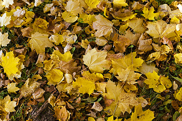 Image showing autumn leaves . closeup 
