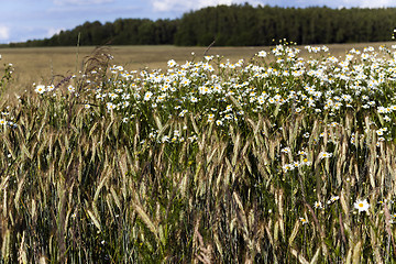 Image showing flowers in the field  