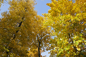 Image showing autumn season .  foliage