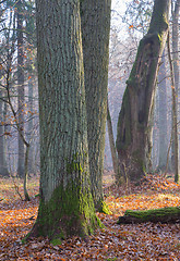 Image showing Monumental oak trees of Bialowieza Forest