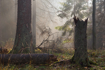 Image showing Autumnal misty morning in the forest