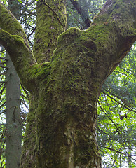 Image showing Old hornbeam tree moss wrapped