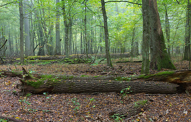 Image showing Old oaks in autumnal misty forest